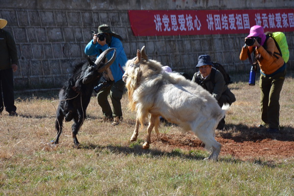 【纪检人镜头】密枝节徒手抓"飞鸡"振兴传统节日践行核心价值观